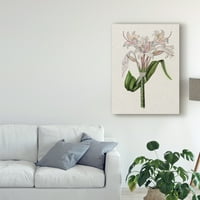 A „Crinium Lily II” Vászon Art Vatemark Art Art készítette Naomi McCavitt