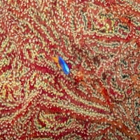 A Gorgoni korall az Arnaz damselfish, Chrysiptera arnazae, Fülöp-szigetek háttere. Szerző: David Fleetham